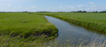 Saftige Wiesen auf Eiderstedt